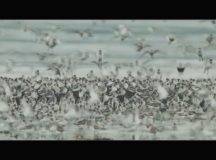 27th Shorebird Festival May 4th through 7th in Cordova