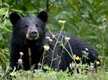 Jitze Couperus from Los Altos Hills, California, USA - Black Bear