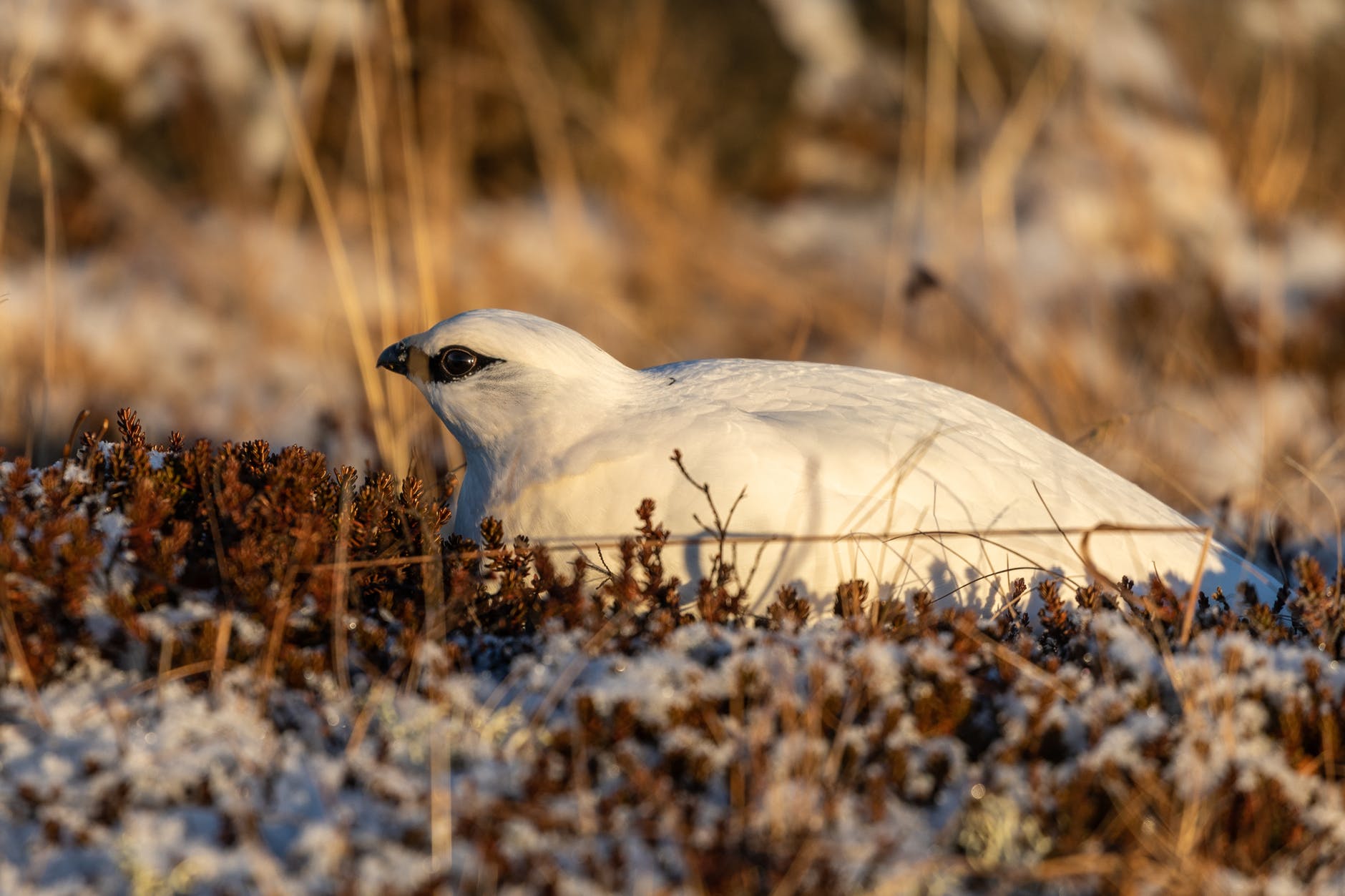 food cold snow bird