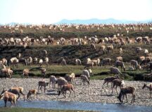 Arctic Refuge Drilling Suspension Explained