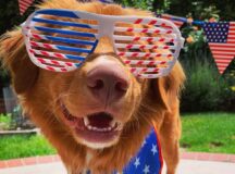 Brown short coated dog wearing sunglasses