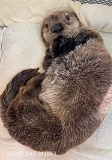 New Otter Pup at AK Sealife Center