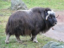 Juneau Man Killed by Muskox Outside His Home